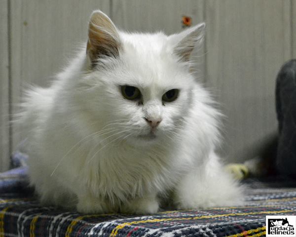 Frezja
