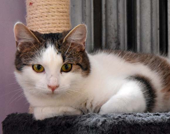 Merlin