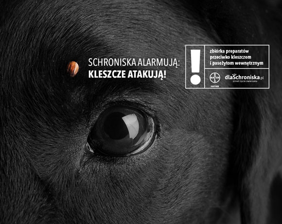 Pomóż nam zebrać środki biobójcze, dzięki którym wspólnie ochronimy bezdomniaki!