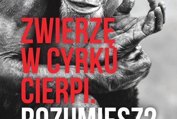 Dzień cyrku bez zwierząt