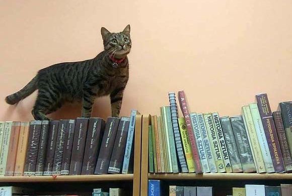 O duszy, magii i przyjaźni zwierząt