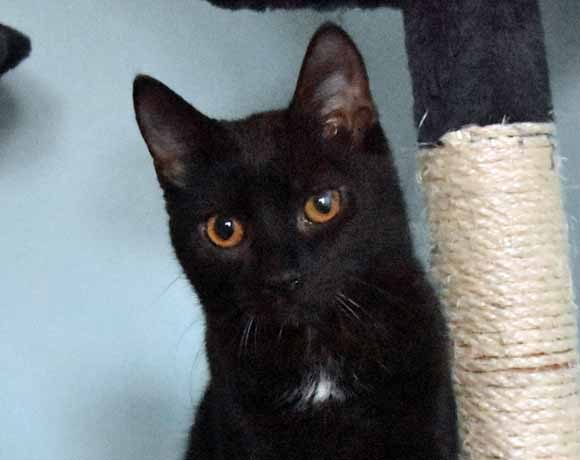 Brenda (FelV+)