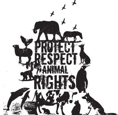 Ochrona zwierząt domowych przed niehumanitarnym traktowaniem (część 2)