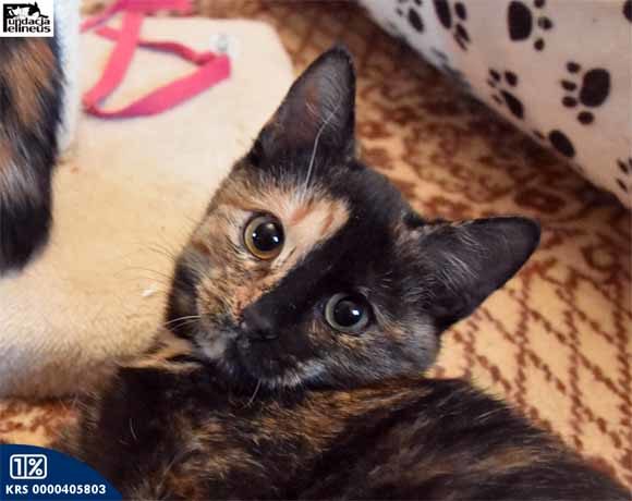 Jeżynka (FelV+)