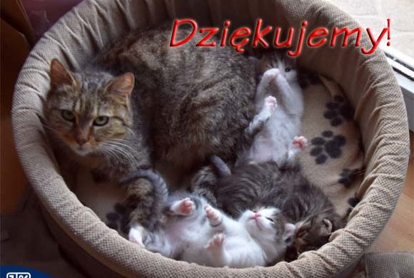 Dziękujemy Agencji IN!