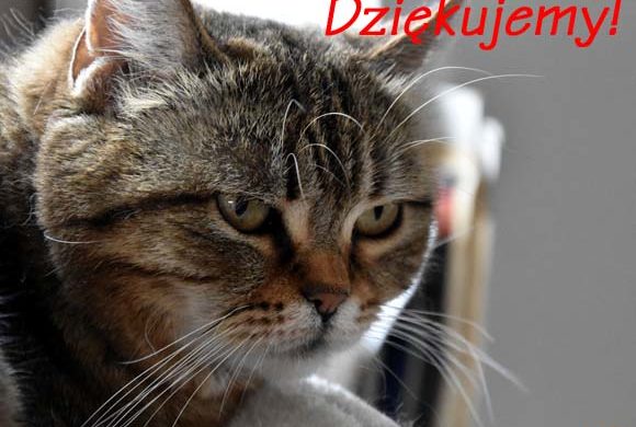 Dziękujemy Agencji INSEO