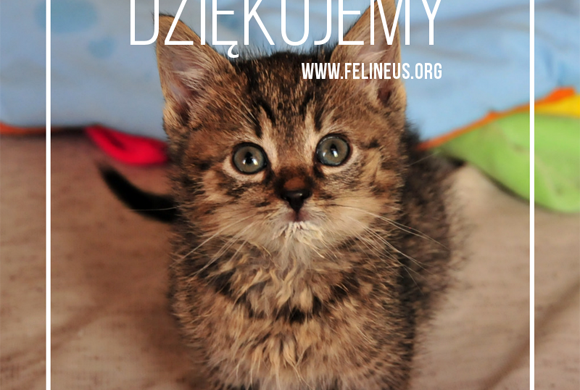 Dziękujemy www.pintado.pl!