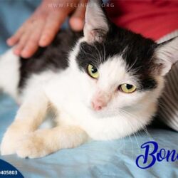Bono (FelV+)