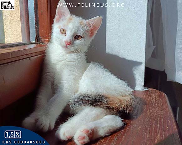 Lenia