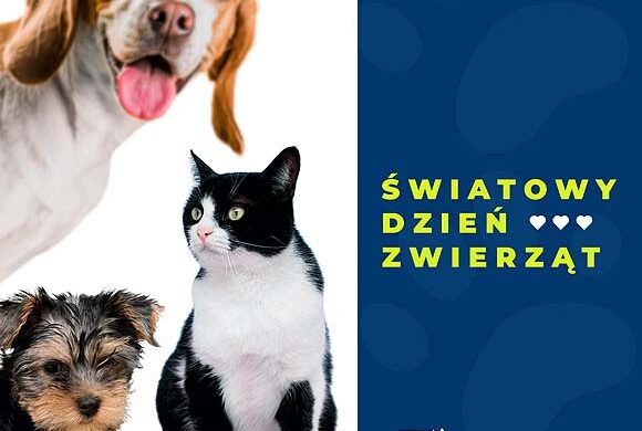 Światowy Dzień Zwierząt – razem dla bezdomnych kotów! Światowy Dzień Zwierząt – razem dla bezdomnych kotów!