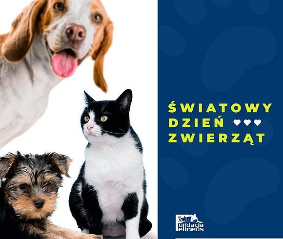 Światowy Dzień Zwierząt – razem dla bezdomnych kotów!