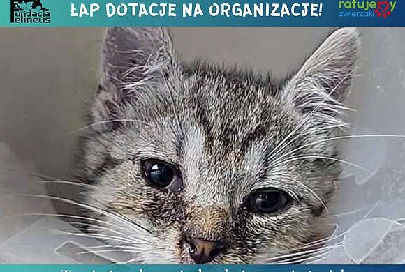 Łapiemy dotacje na organizację Łapiemy dotacje na organizację