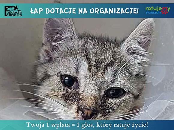 Łapiemy dotacje na organizację
