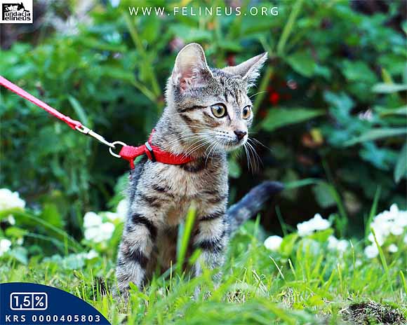 Noelia (FeLV+)