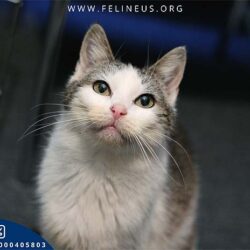 Martynka (FeLV+)